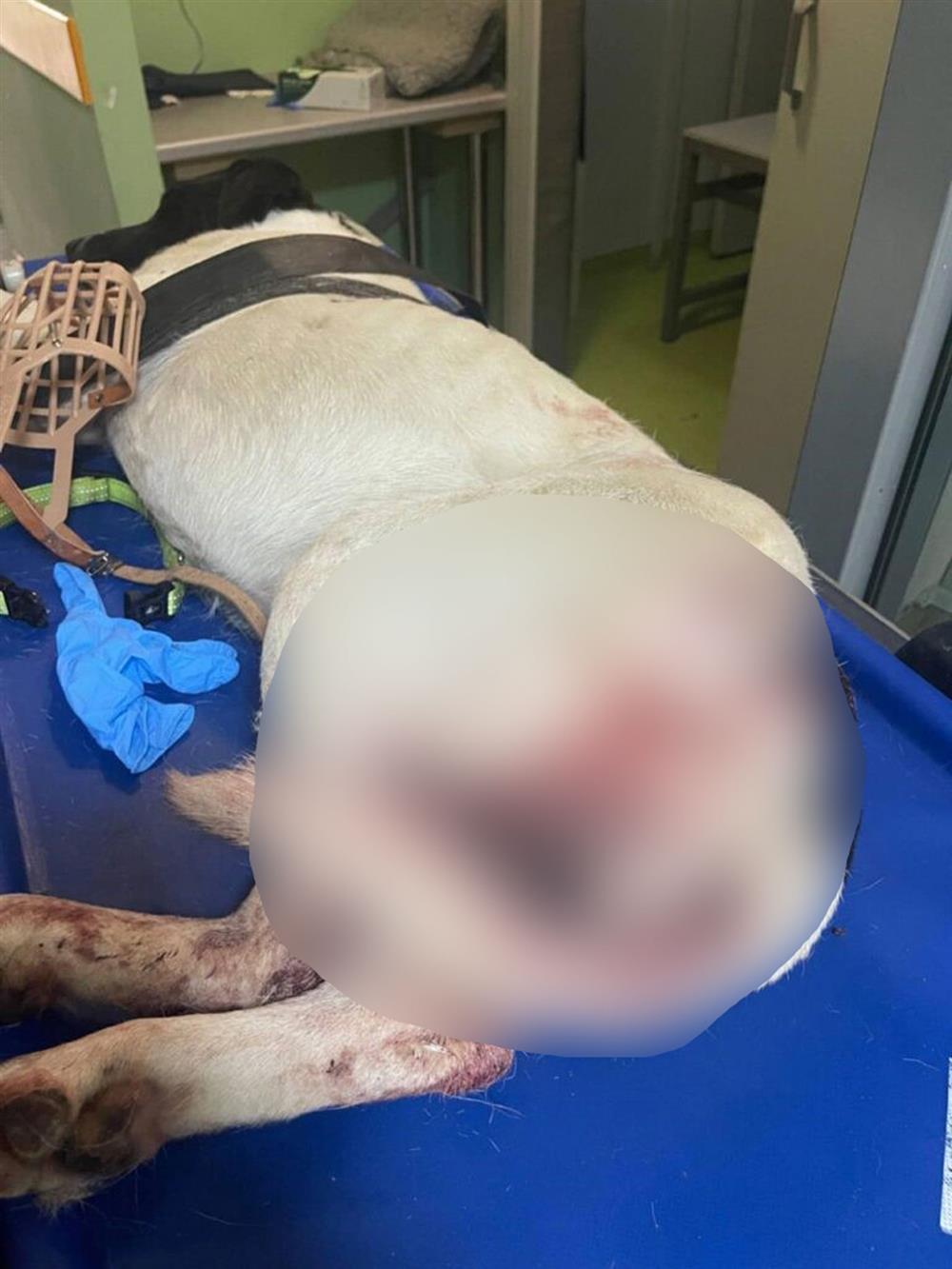 Σκύλος αίματα