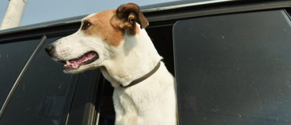 σκύλος - αυτοκίνητο