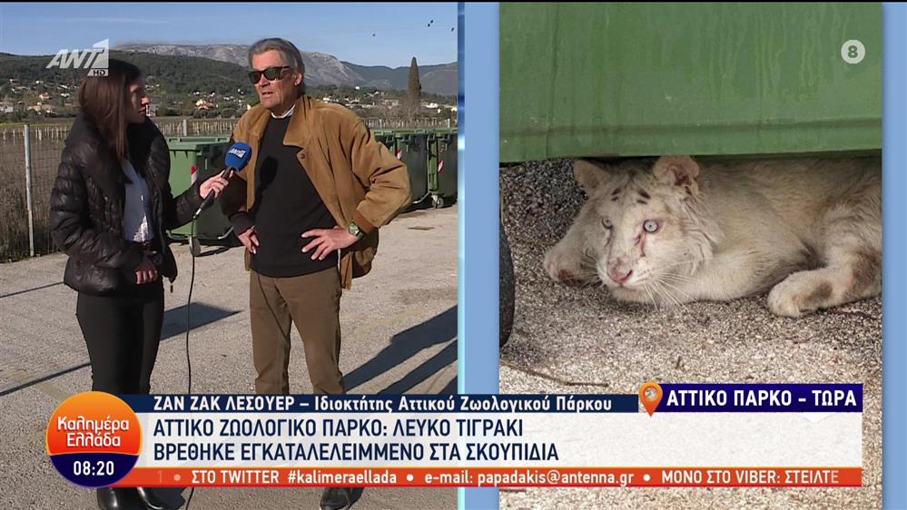 Αττικό Ζωολογικό Πάρκο: Λευκό τιγράκι βρέθηκε εγκαταλελειμμένο στα σκουπίδια - Καλημέρα Ελλάδα - 09/03/2023