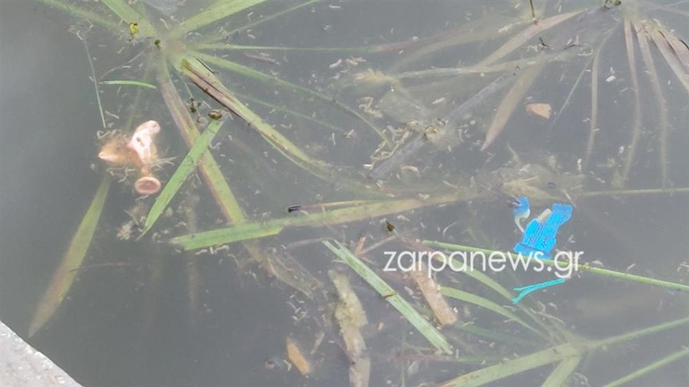 ΧΑΝΙΑ - ΝΕΚΡΕΣ ΧΕΛΩΝΕΣ - ΣΚΟΥΠΙΔΙΑ