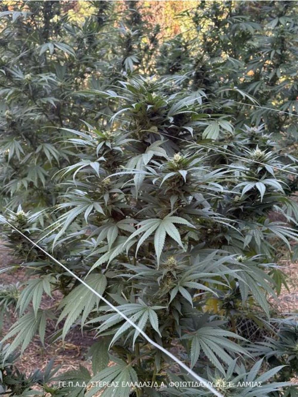 Φθιώτιδα - κάνναβη