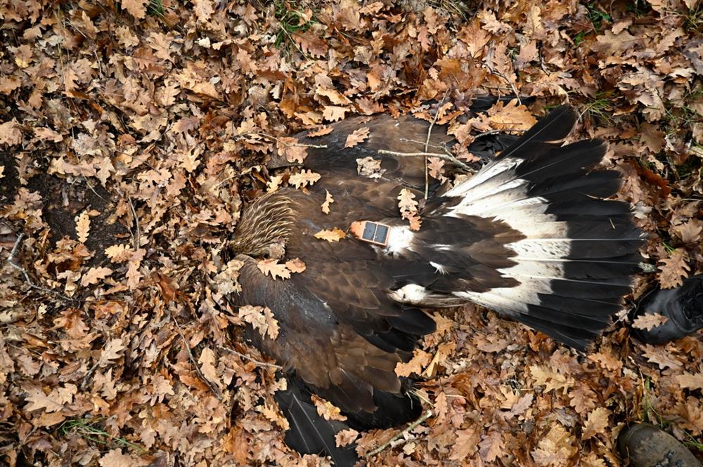 Νεκροί Χρυσαετοί Νεκροί Χρυσαετοί