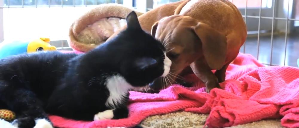 Σκύλος - Γάτα - Φιλία