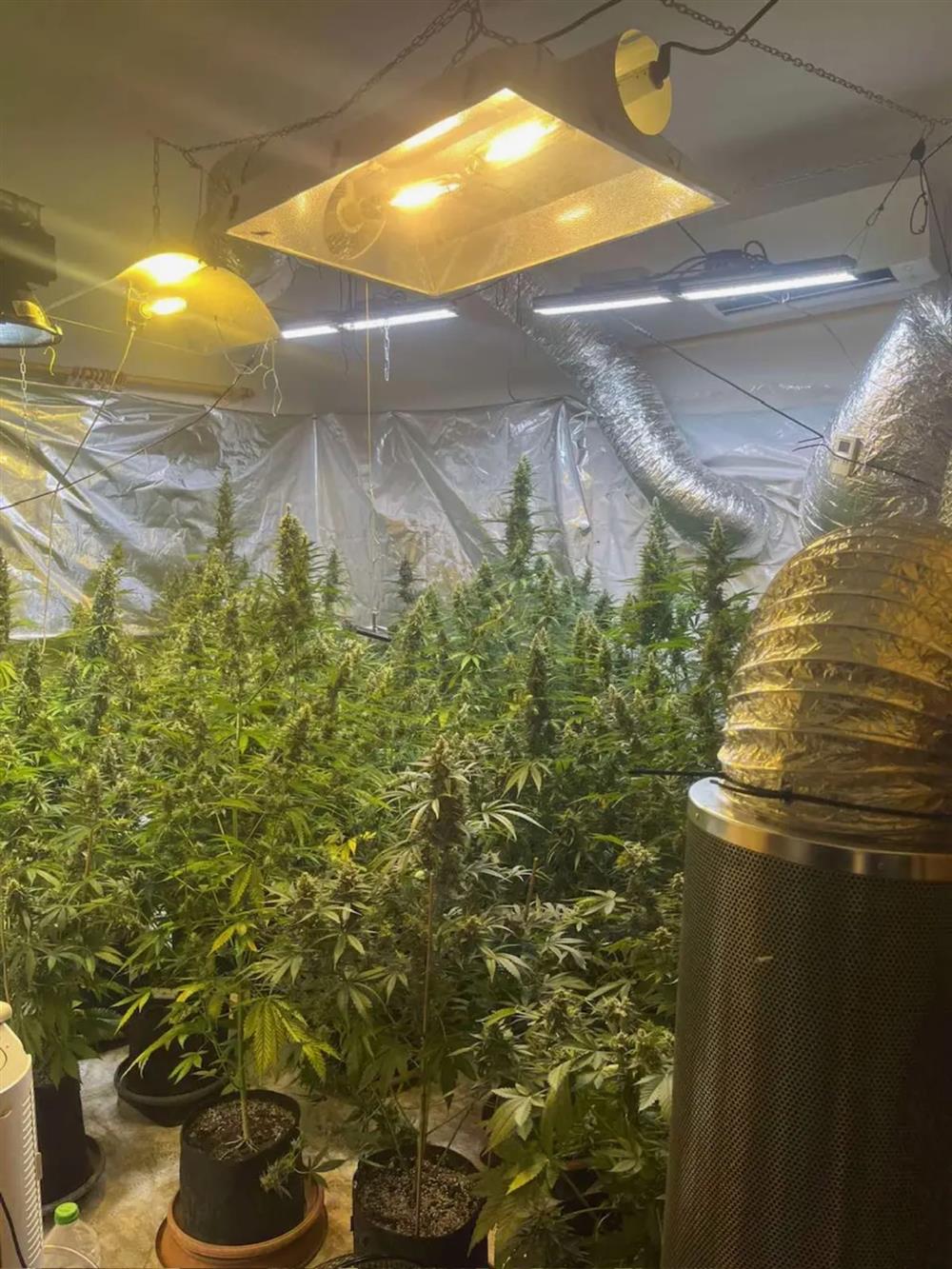 Κιάτο - κάνναβη