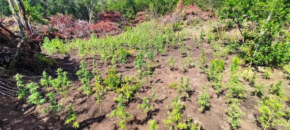 ΑΙΤΩΛΟΑΚΑΡΝΑΝΙΑ - ΝΑΡΚΩΤΙΚΑ