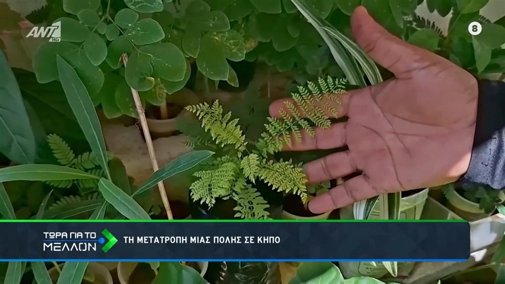 Το Μαρακαϊμπο λατρεύει τα φυτά