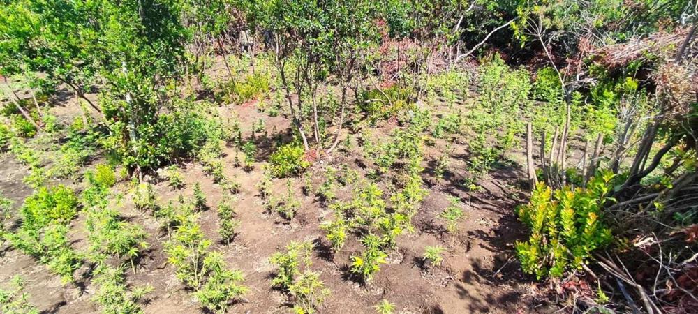 ΑΙΤΩΛΟΑΚΑΡΝΑΝΙΑ - ΝΑΡΚΩΤΙΚΑ