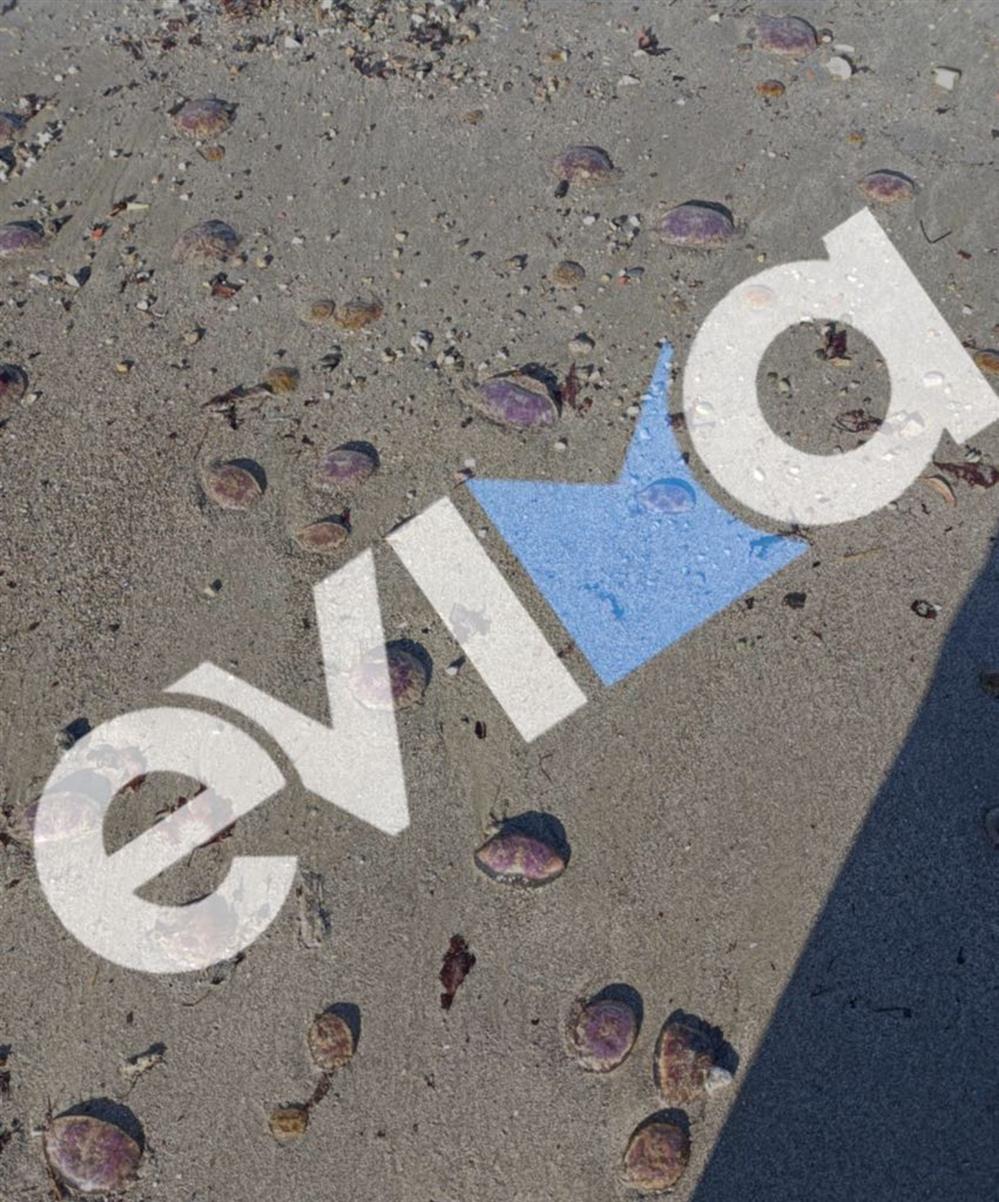 Μωβ - Μέδουσες - Παραλία - Εύβοιας Μωβ - Μέδουσες - Παραλία - Εύβοιας