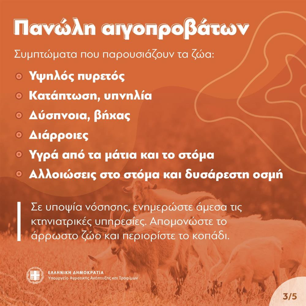 Πανώλη - Πρόβατα