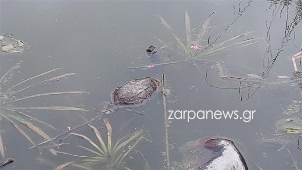 ΧΑΝΙΑ - ΝΕΚΡΕΣ ΧΕΛΩΝΕΣ - ΣΚΟΥΠΙΔΙΑ