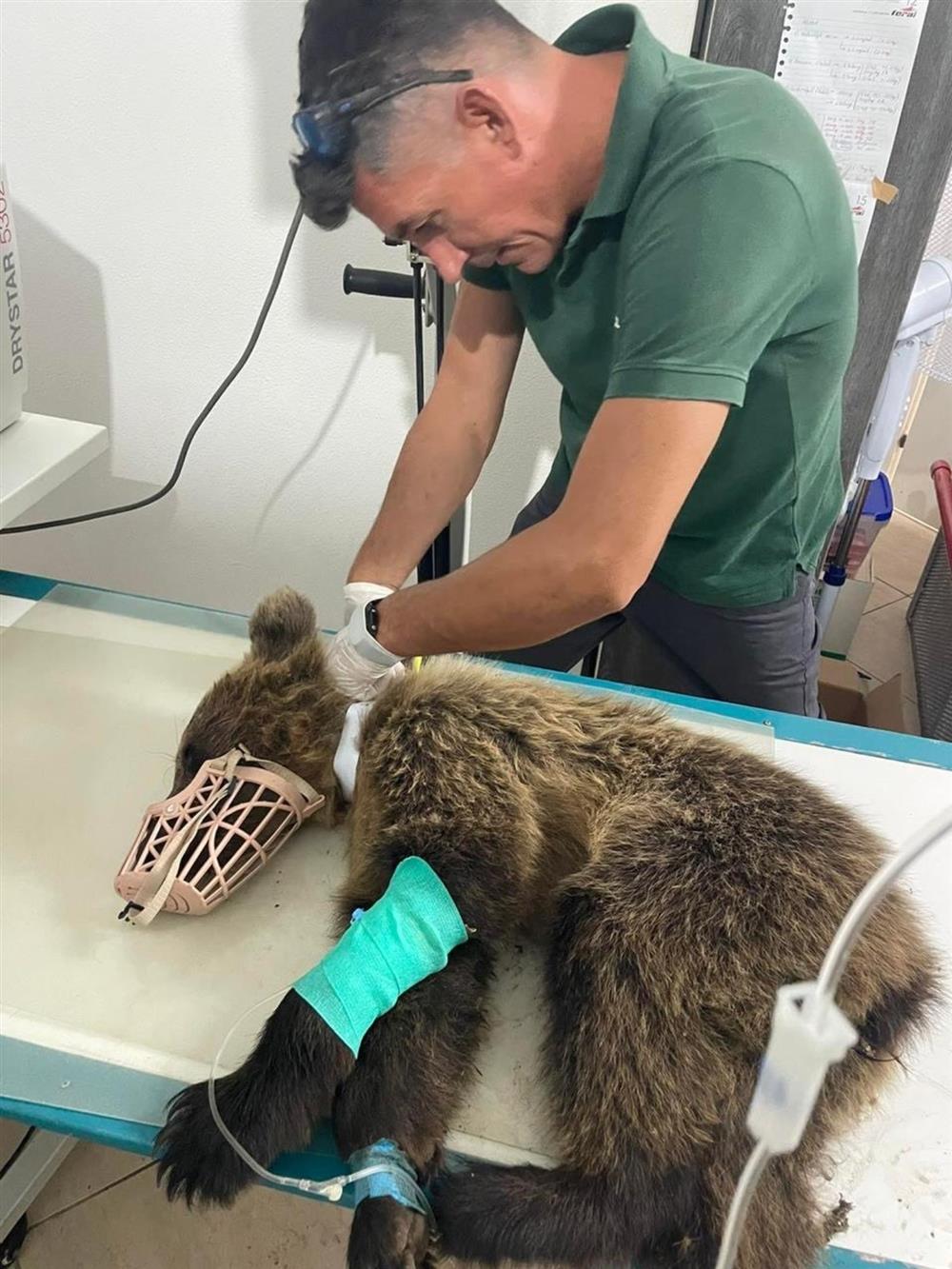 Αρκούδος - Αρκτούρος - Θεσσαλονίκη - Αρκούδα