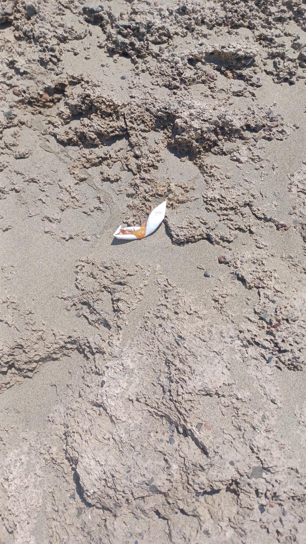 Χελωνάκια - κρήτη - φωλιές - νεκρά χελωνάκια Χελωνάκια - κρήτη - φωλιές - νεκρά χελωνάκια