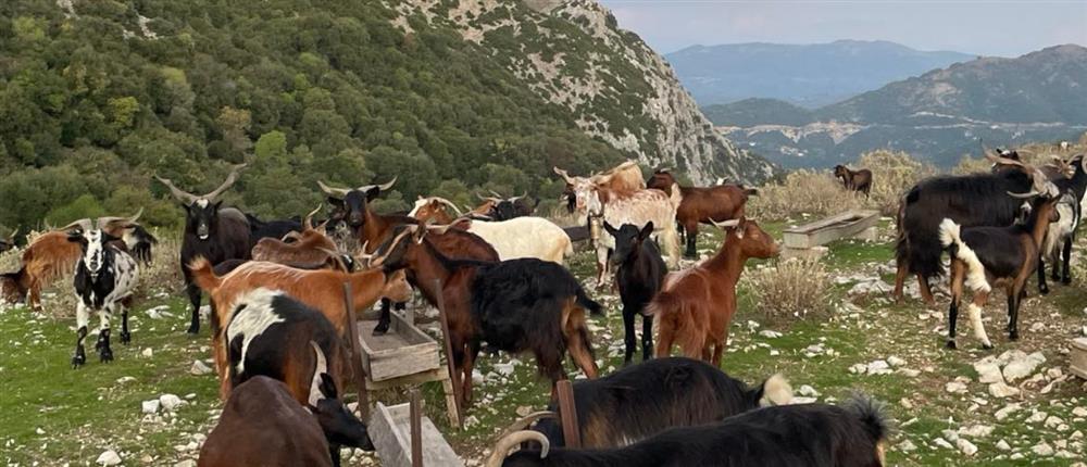 Αιγοπρόβατα - Κατσίκια - Ευλογιά