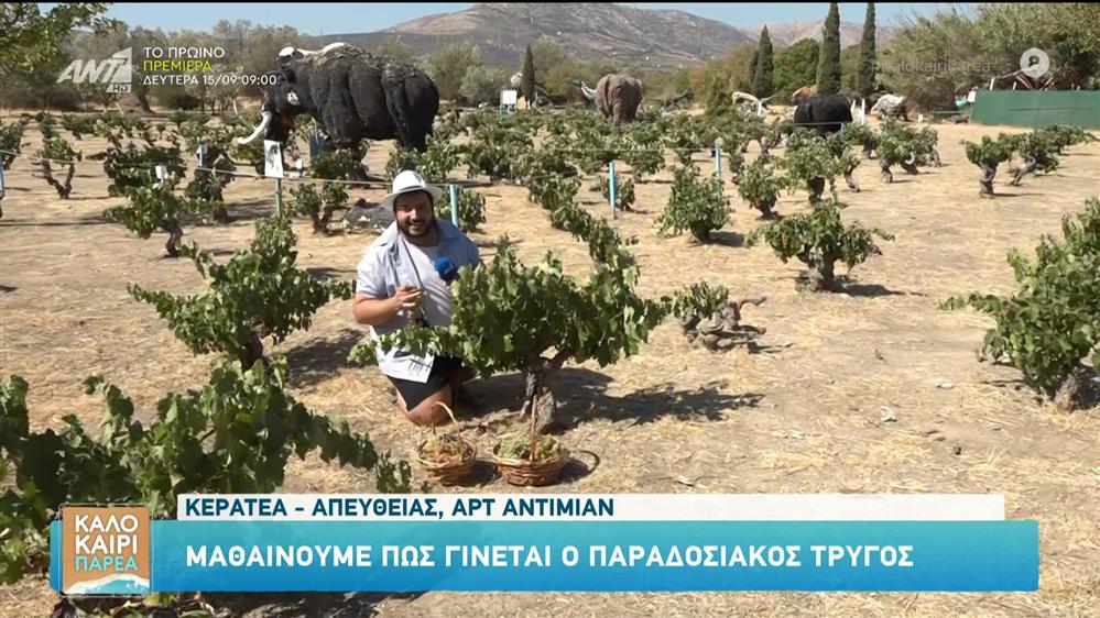 Μαθαίνουμε πώς γίνεται ο παραδοσιακός τρύγος - Καλοκαίρι Παρέα - 11/09/2025