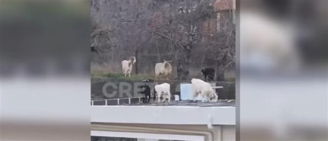 Λασίθι: Κοπάδι με πρόβατα έκανε “κατάληψη” σε σπίτι (βίντεο)