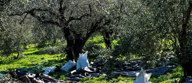 Ηλεία: Έπιασε ζευγάρι να του... “μαζεύει” τις ελιές