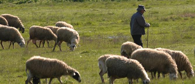 Λάρισα: Αυτοκίνητο παρέσυρε και σκότωσε βοσκό