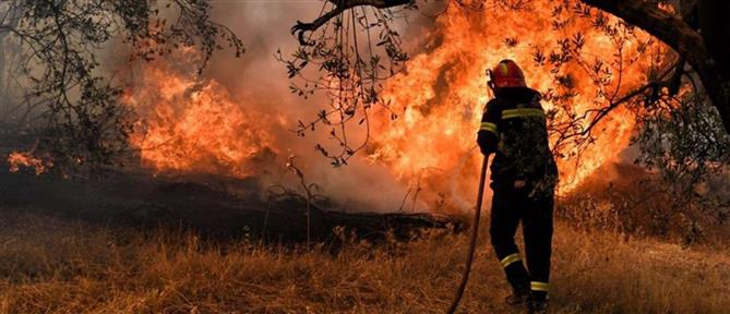 Λακωνία: Φωτιά σε δασική έκταση